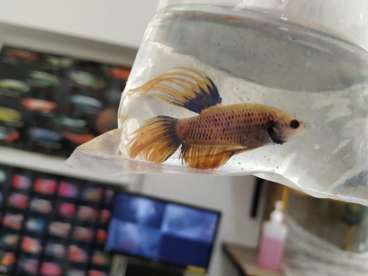 crowntail-betta-fish-available-in-hooked-on-fishes-store-pune