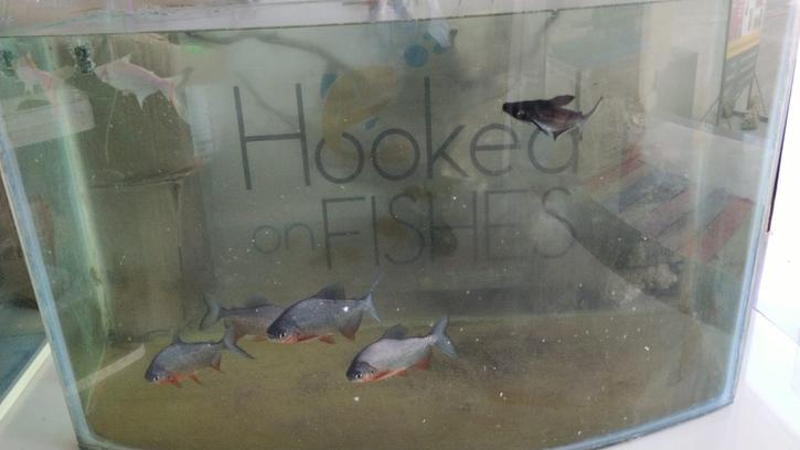 hooked-on-fishes-fish-tank