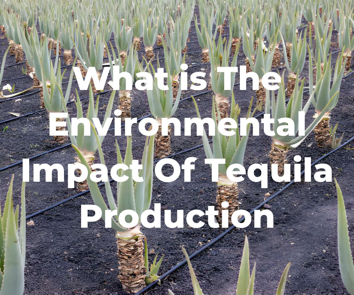 what-is-the-environmental-impact-of-tequila-production