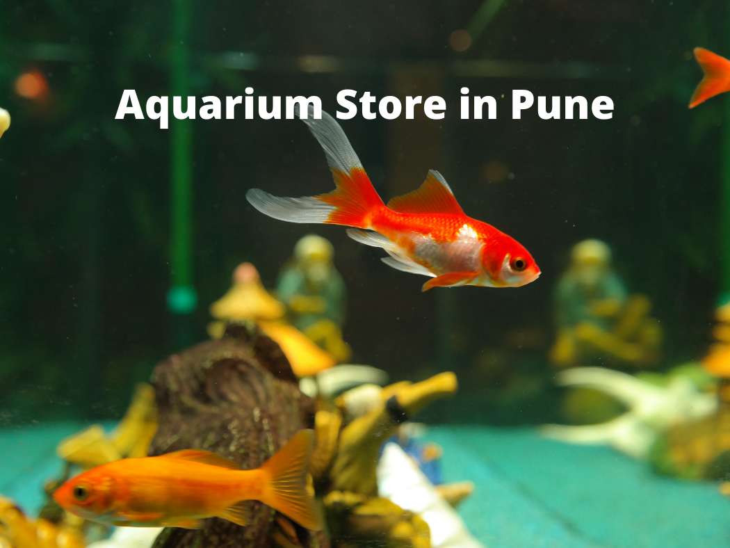best-aquarium-store-in-pune