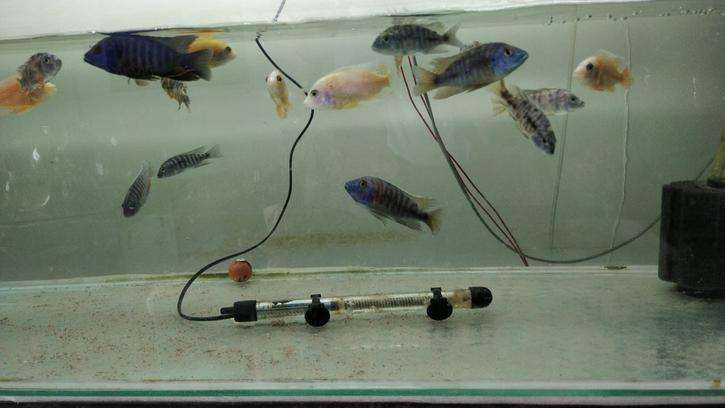 benefits-of-keeping-fish-aquarium-at-home