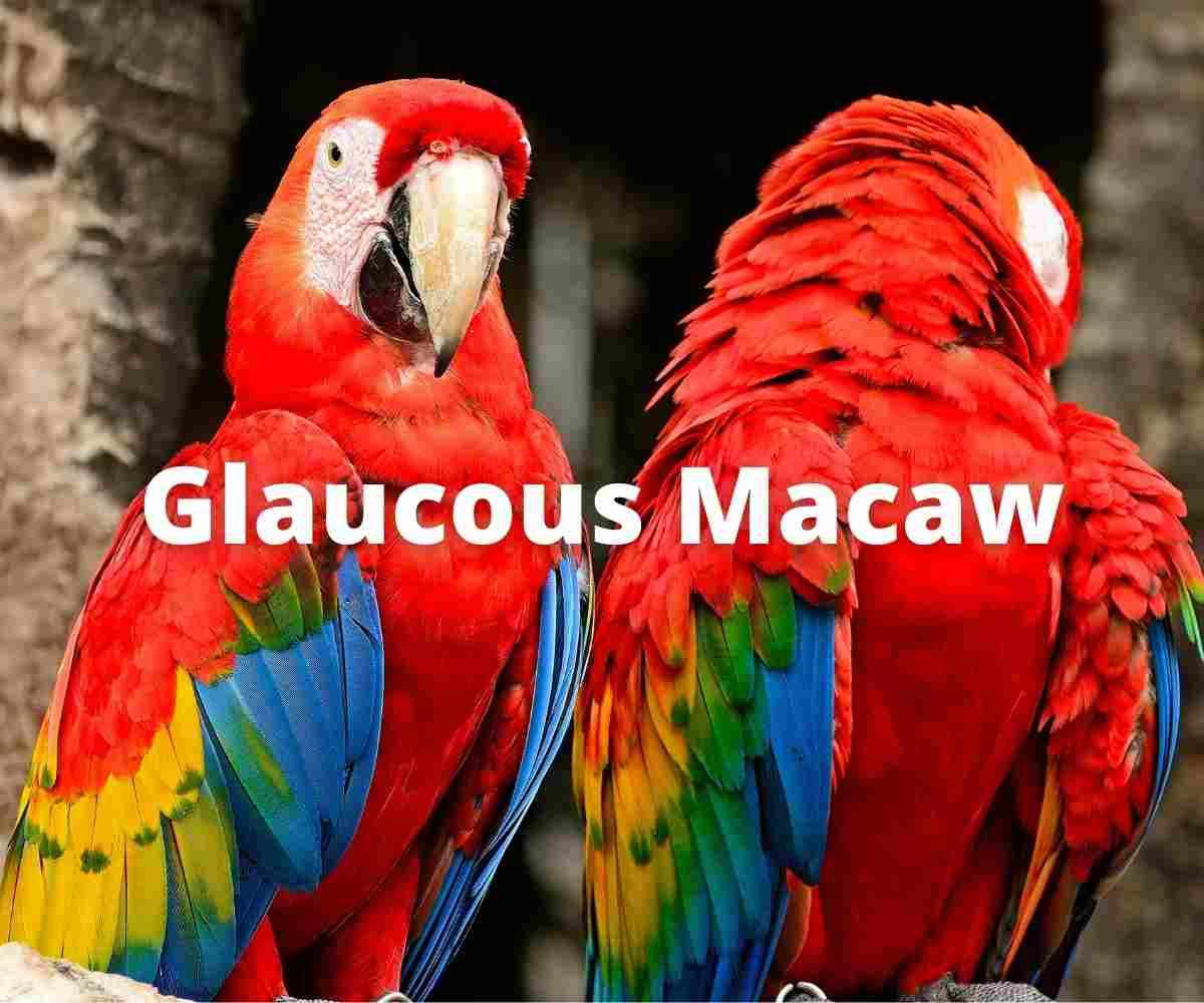 glaucous-macaw-parrot