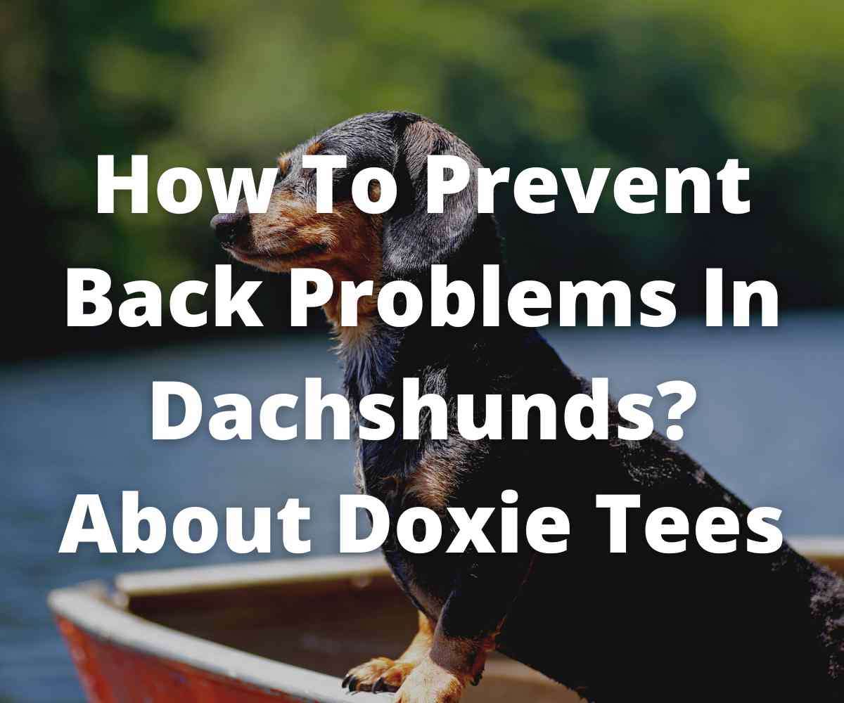 how-to-prevent-back-problems-in-dachshunds