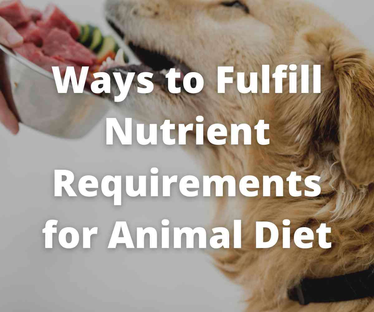 ways-to-fulfill-nutrient-requirements-for-animal-diet