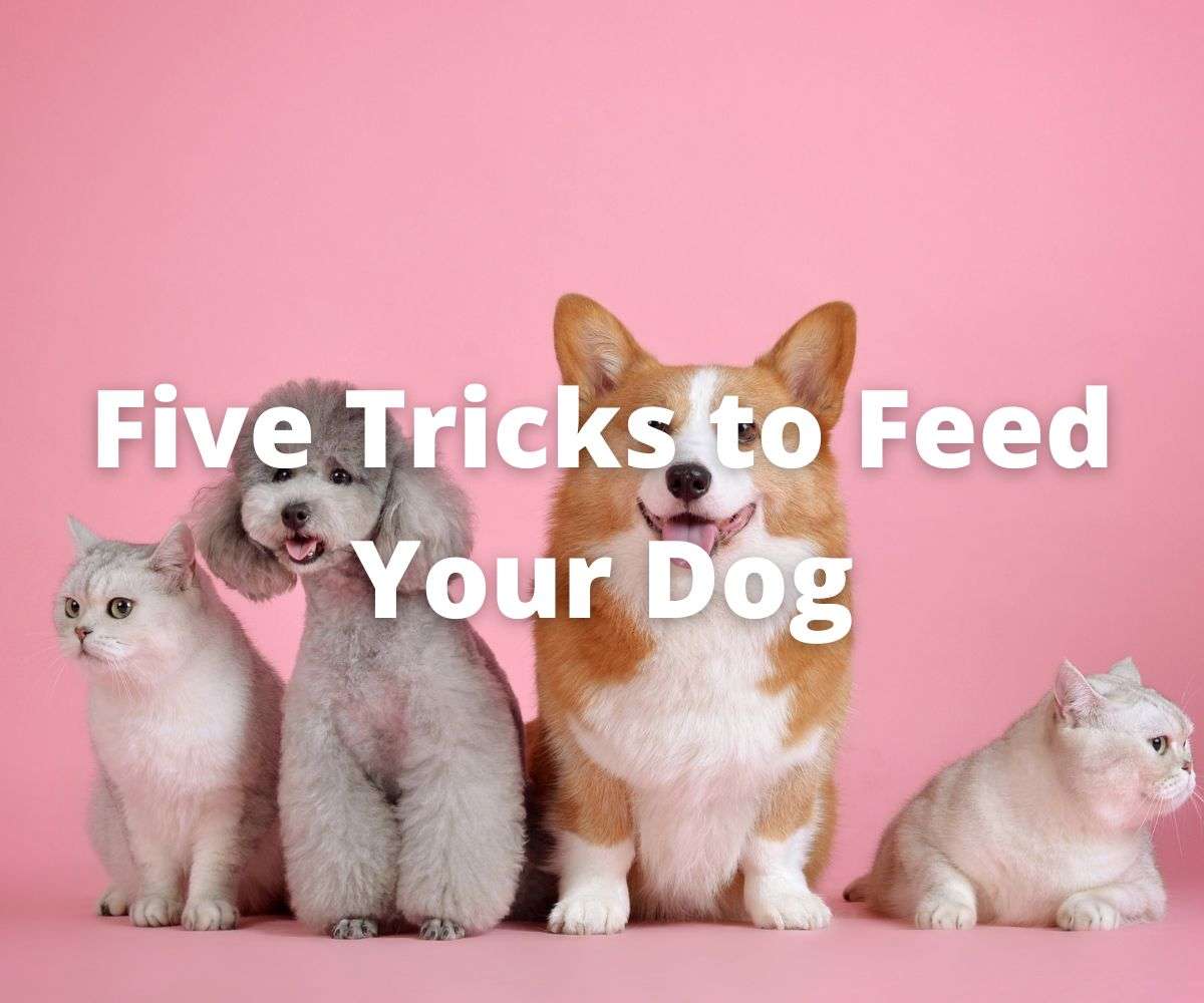 five-tricks-to-feed-your-dog
