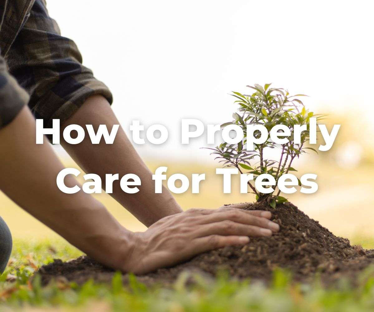 how-to-properly-care-for-trees