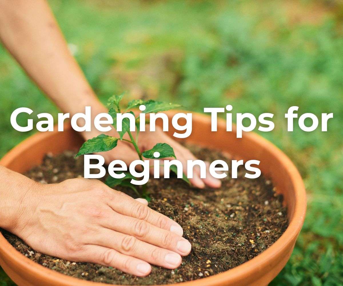 gardening-tips-for-beginners